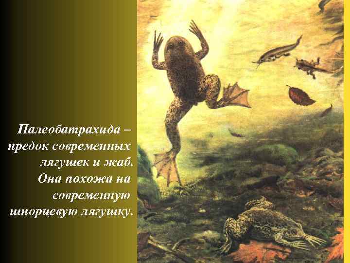 Палеобатрахида – предок современных лягушек и жаб. Она похожа на современную шпорцевую лягушку. 