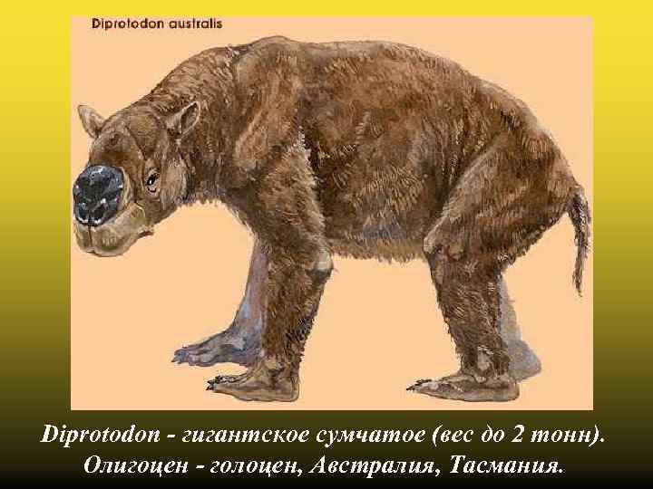 Diprotodon - гигантское сумчатое (вес до 2 тонн). Олигоцен - голоцен, Австралия, Тасмания. 
