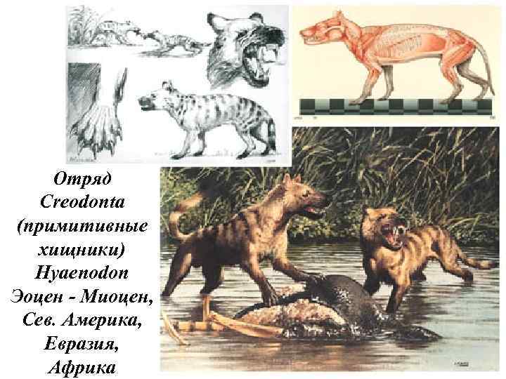 Отряд Creodonta (примитивные хищники) Hyaenodon Эоцен - Миоцен, Сев. Америка, Евразия, Африка 