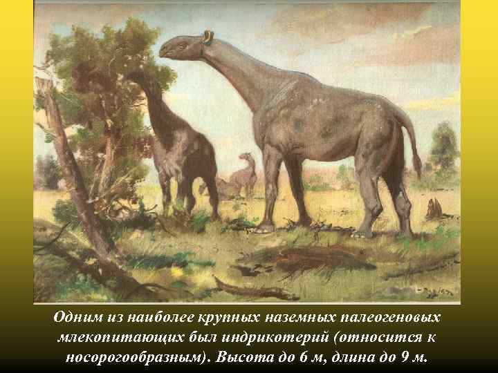 Одним из наиболее крупных наземных палеогеновых млекопитающих был индрикотерий (относится к носорогообразным). Высота до