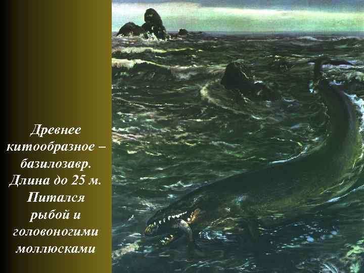 Древнее китообразное – базилозавр. Длина до 25 м. Питался рыбой и головоногими моллюсками 