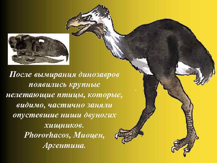 После вымирания динозавров появились крупные нелетающие птицы, которые, видимо, частично заняли опустевшие ниши двуногих
