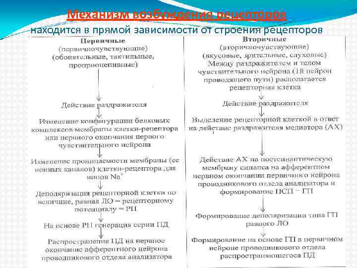 Механизм возбуждения рецепторов находится в прямой зависимости от строения рецепторов 
