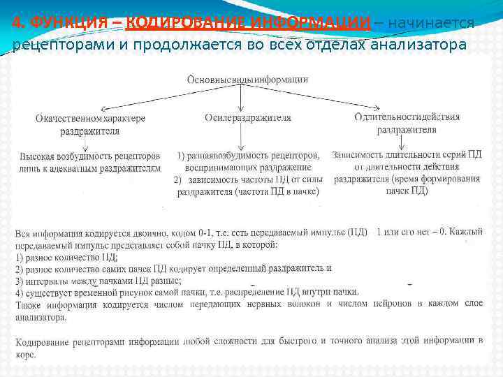 4. ФУНКЦИЯ – КОДИРОВАНИЕ ИНФОРМАЦИИ – начинается рецепторами и продолжается во всех отделах анализатора