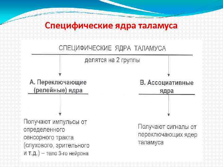 Специфические ядра таламуса 