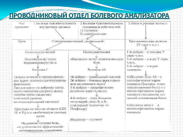 ПРОВОДНИКОВЫЙ ОТДЕЛ БОЛЕВОГО АНАЛИЗАТОРА 