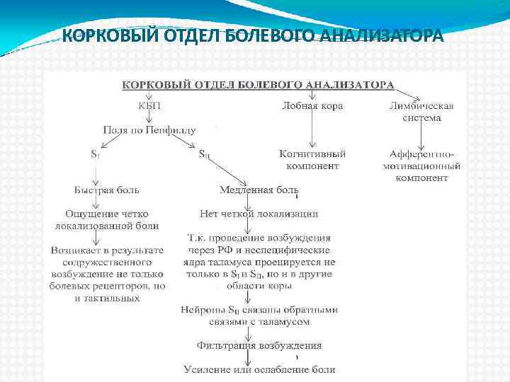 КОРКОВЫЙ ОТДЕЛ БОЛЕВОГО АНАЛИЗАТОРА 