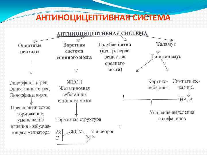 АНТИНОЦИЦЕПТИВНАЯ СИСТЕМА 