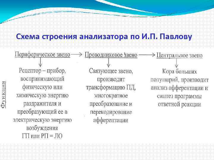 Схема строения анализатора по И. П. Павлову 