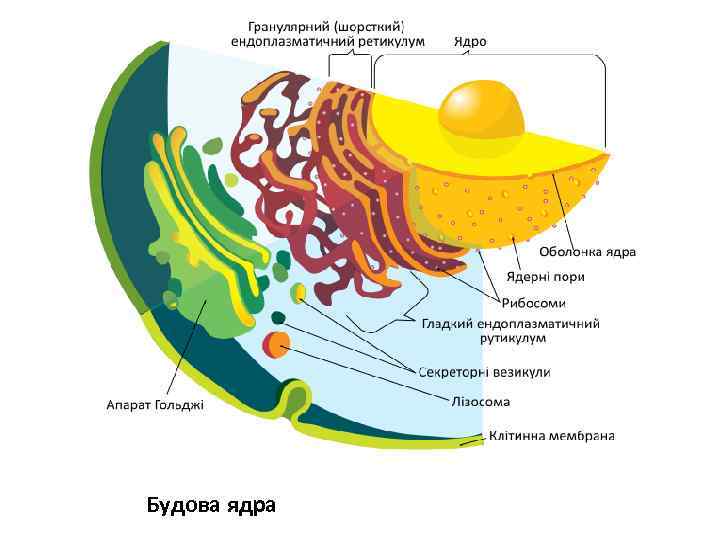 Будова ядра 