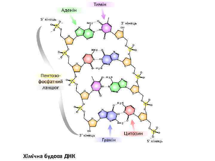 Хімічна будова ДНК 