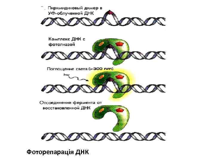 Фоторепарація ДНК 