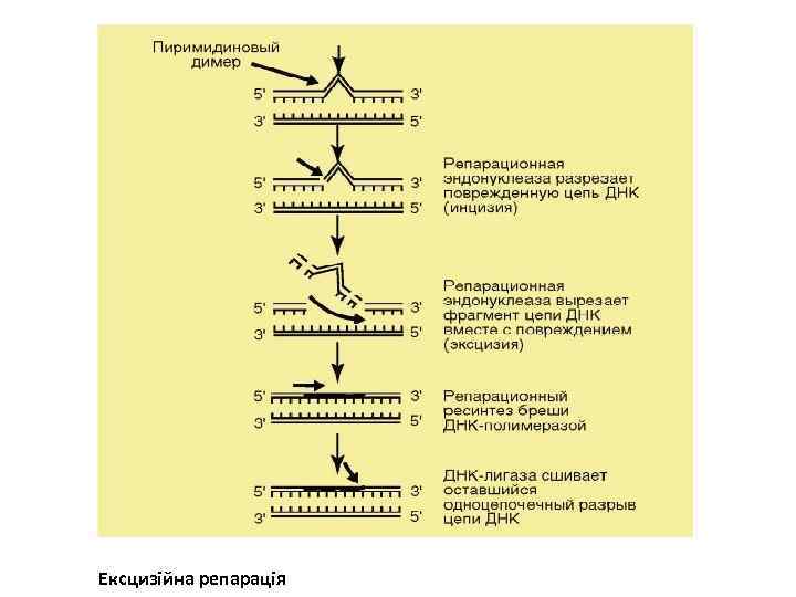 Ексцизійна репарація 