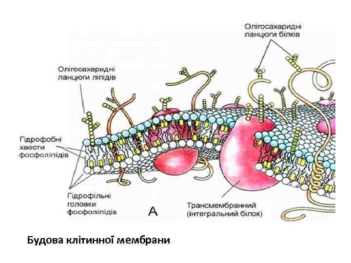 Будова клітинної мембрани 