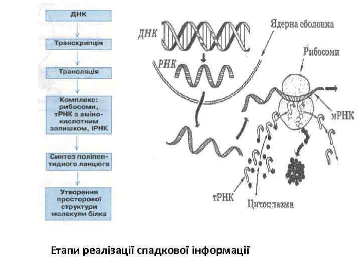 Етапи реалізації спадкової інформації 