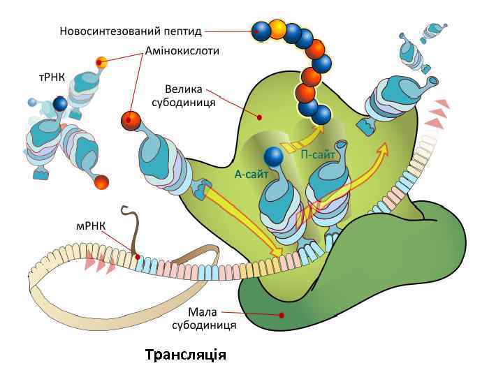 Трансляція 