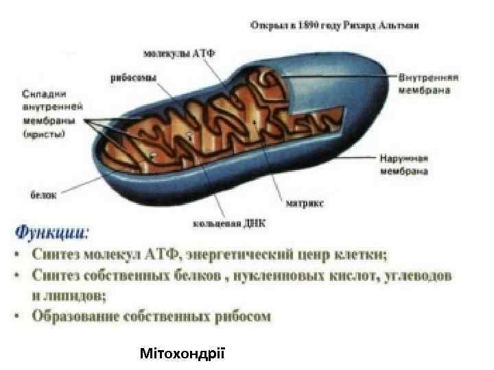 Мітохондрії 