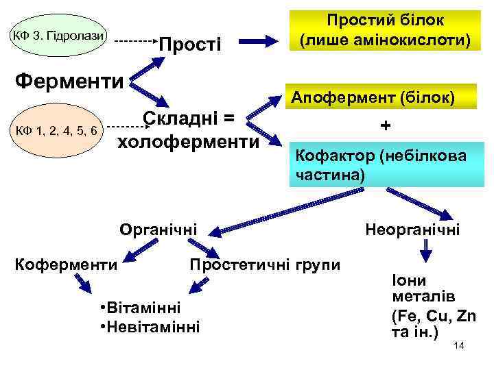 КФ 3. Гідролази Прості Ферменти КФ 1, 2, 4, 5, 6 Простий білок (лише