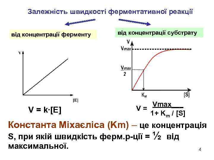 Залежність швидкості ферментативної реакції від концентрації ферменту V = k∙[E] від концентрації субстрату V=