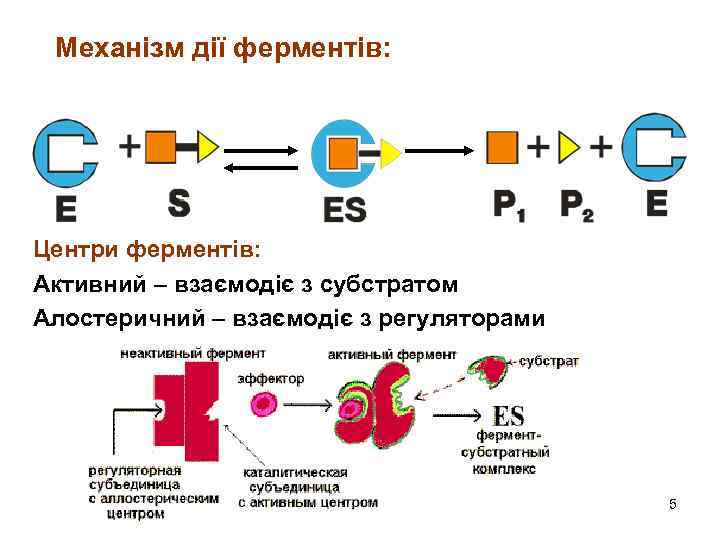 Механізм дії ферментів: Центри ферментів: Активний – взаємодіє з субстратом Алостеричний – взаємодіє з