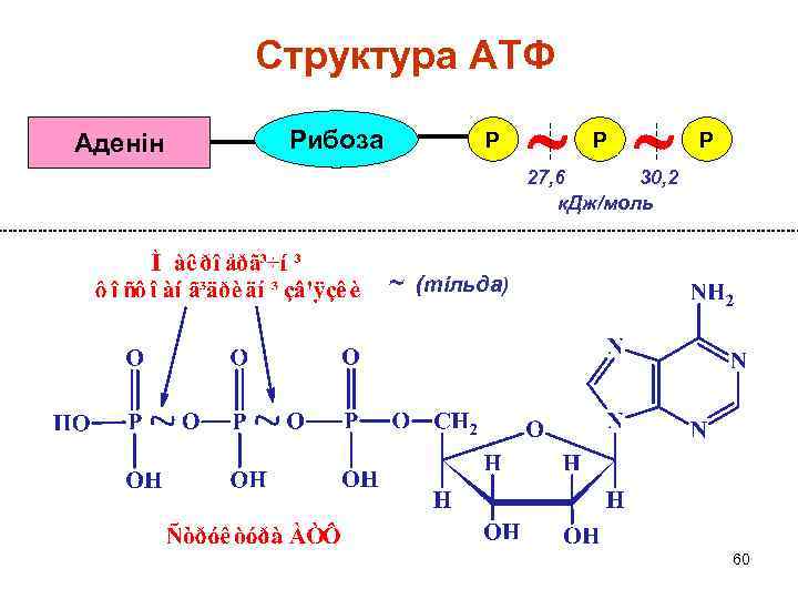 Атф схема строения молекулы
