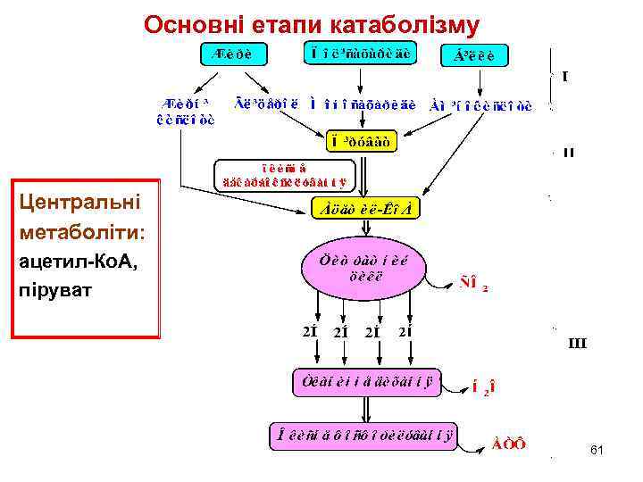 Основні етапи катаболізму Центральні метаболіти: ацетил-Ко. А, піруват 61 