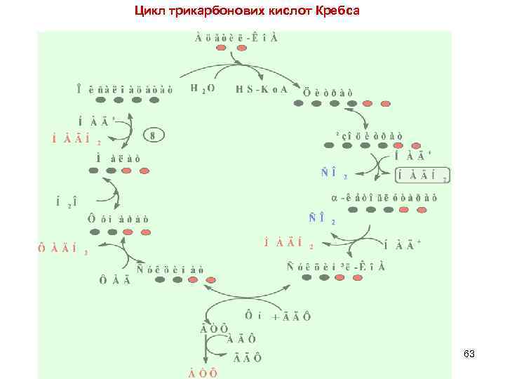 Цикл трикарбонових кислот Кребса 63 