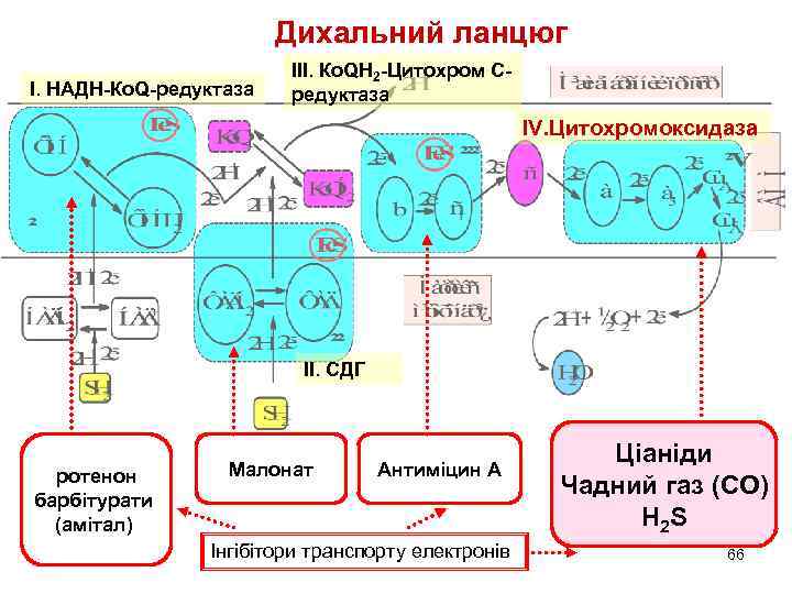 Дихальний ланцюг І. НАДН-Ко. Q-редуктаза ІІІ. Ко. QН 2 -Цитохром Средуктаза IV. Цитохромоксидаза ІІ.