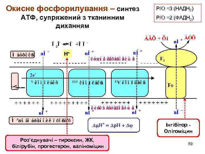 Окисне фосфорилування – синтез Р/О =3 (НАДН 2) АТФ, супряжений з тканинним диханням Р/О