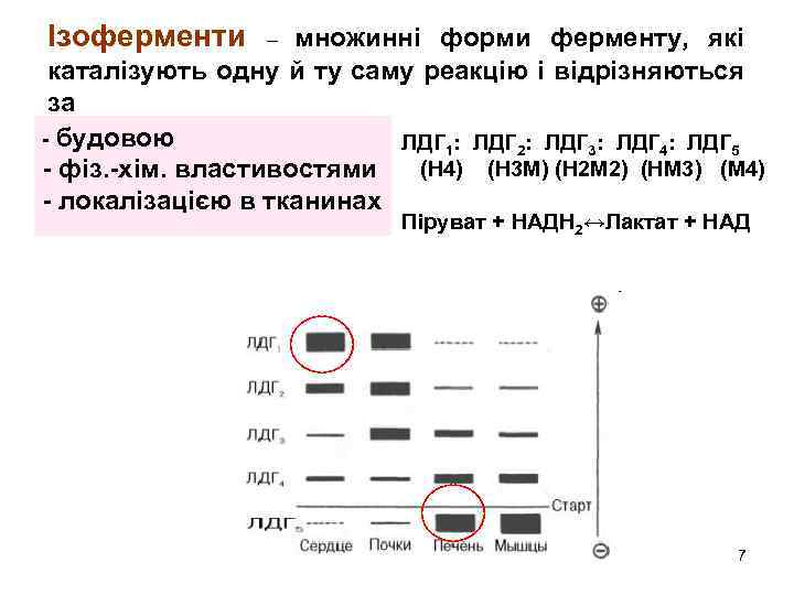 Ізоферменти множинні форми ферменту, які каталізують одну й ту саму реакцію і відрізняються за