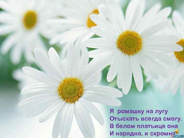 Я ромашку на лугу Отыскать всегда смогу. В белом платьице она И нарядна, и