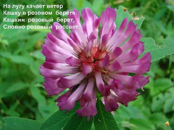 На лугу качает ветер Кашку в розовом берете. Кашкин розовый берет, Словно розовый рассвет.