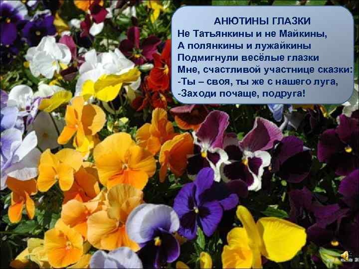 АНЮТИНЫ ГЛАЗКИ Не Татьянкины и не Майкины, А полянкины и лужайкины Подмигнули весёлые глазки