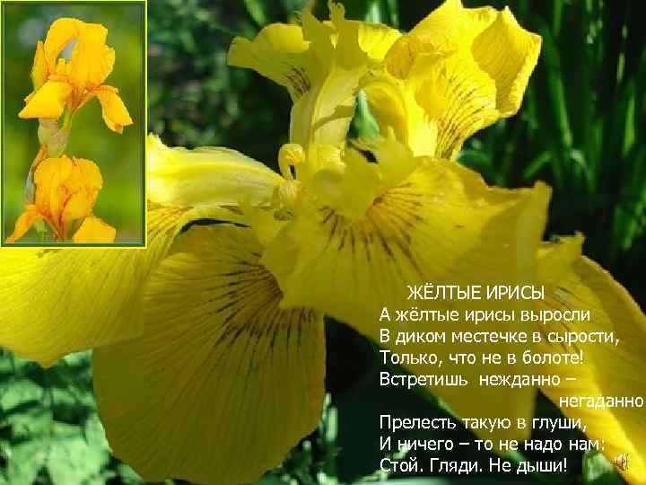 ЖЁЛТЫЕ ИРИСЫ А жёлтые ирисы выросли В диком местечке в сырости, Только, что не