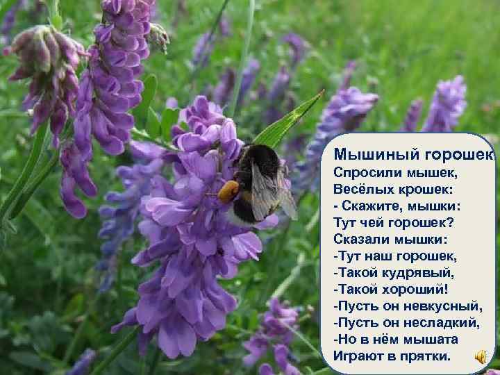 Мышиный горошек Спросили мышек, Весёлых крошек: - Скажите, мышки: Тут чей горошек? Сказали мышки: