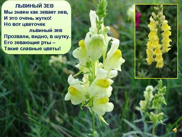ЛЬВИНЫЙ ЗЕВ Мы знаем как зевает лев, И это очень жутко! Но вот цветочек