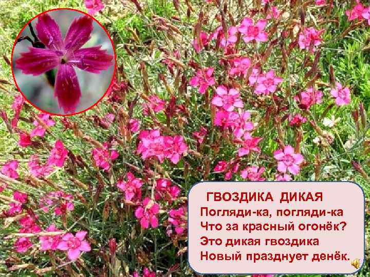 ГВОЗДИКАЯ Погляди-ка, погляди-ка Что за красный огонёк? Это дикая гвоздика Новый празднует денёк. 