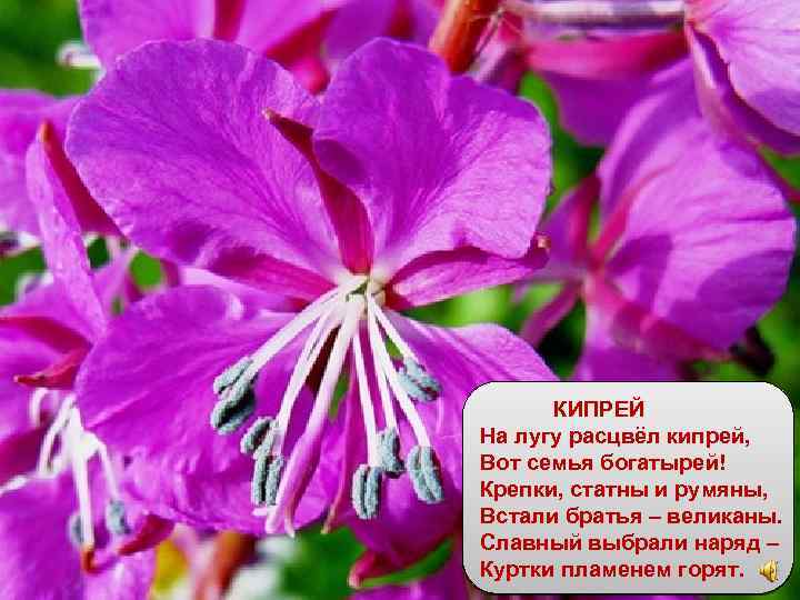 КИПРЕЙ На лугу расцвёл кипрей, Вот семья богатырей! Крепки, статны и румяны, Встали братья