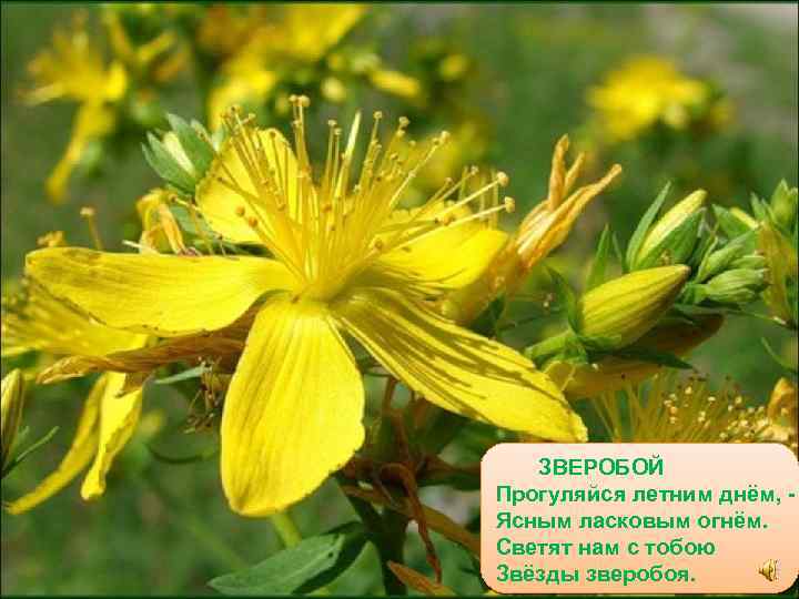 ЗВЕРОБОЙ Прогуляйся летним днём, Ясным ласковым огнём. Светят нам с тобою Звёзды зверобоя. 