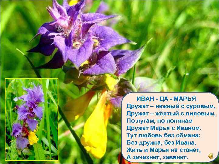 ИВАН - ДА - МАРЬЯ Дружат – нежный с суровым, Дружат – жёлтый с