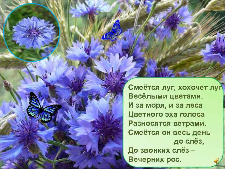 Смеётся луг, хохочет луг Весёлыми цветами. И за моря, и за леса Цветного эха