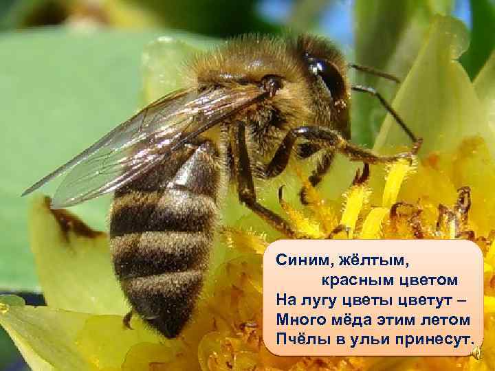 Синим, жёлтым, красным цветом На лугу цветы цветут – Много мёда этим летом Пчёлы