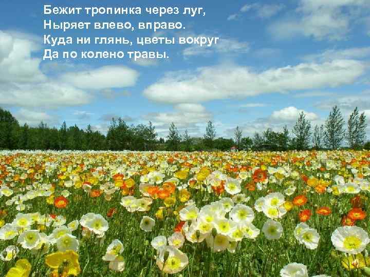 Бежит тропинка через луг, Ныряет влево, вправо. Куда ни глянь, цветы вокруг Да по