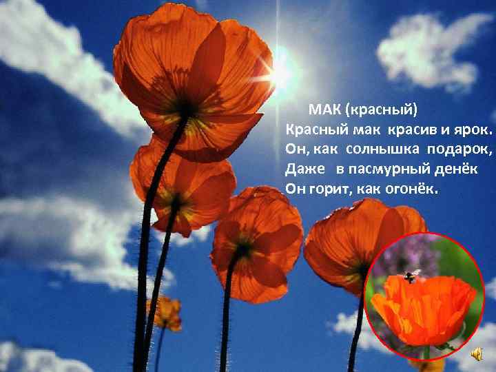 МАК (красный) Красный мак красив и ярок. Он, как солнышка подарок, Даже в пасмурный