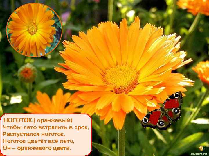 НОГОТОК ( оранжевый) Чтобы лето встретить в срок, Распустился ноготок. Ноготок цветёт всё лето,