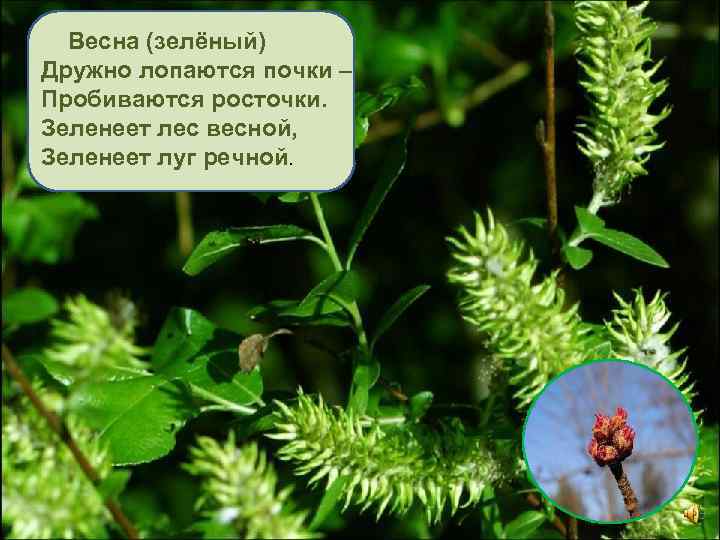 Весна (зелёный) Дружно лопаются почки – Пробиваются росточки. Зеленеет лес весной, Зеленеет луг речной.