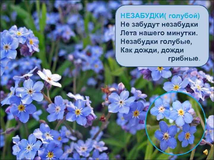 НЕЗАБУДКИ( голубой) Не забудут незабудки Лета нашего минутки. Незабудки голубые, Как дожди, дожди грибные.