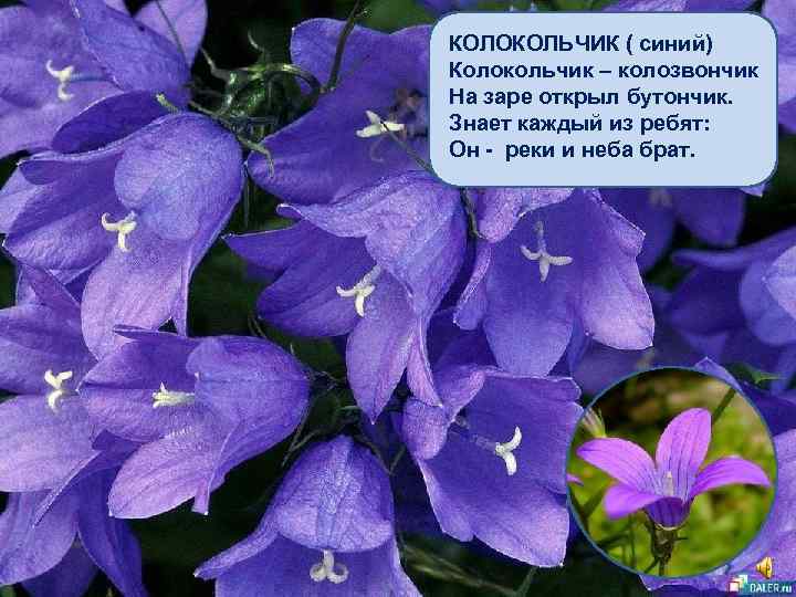 КОЛОКОЛЬЧИК ( синий) Колокольчик – колозвончик На заре открыл бутончик. Знает каждый из ребят: