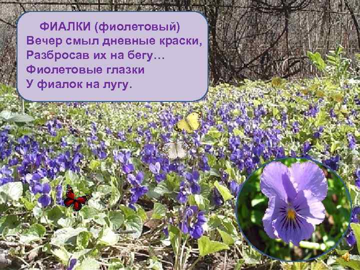 ФИАЛКИ (фиолетовый) Вечер смыл дневные краски, Разбросав их на бегу… Фиолетовые глазки У фиалок