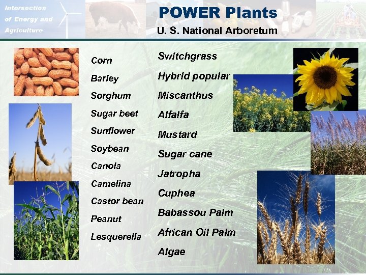 POWER Plants U. S. National Arboretum Corn Switchgrass Barley Hybrid popular Sorghum Miscanthus Sugar